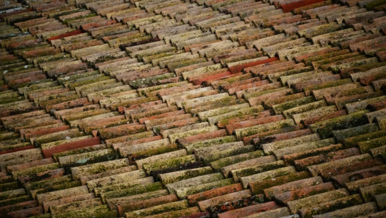 Why Regular Roof Cleaning is Essential for Your Home’s Longevity