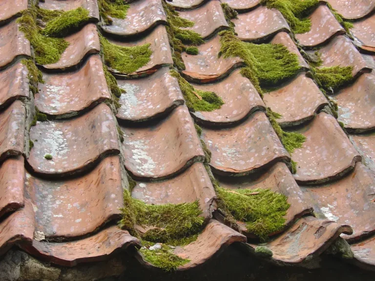 Finding Reliable Roof Cleaning Services Near You: What to Look For